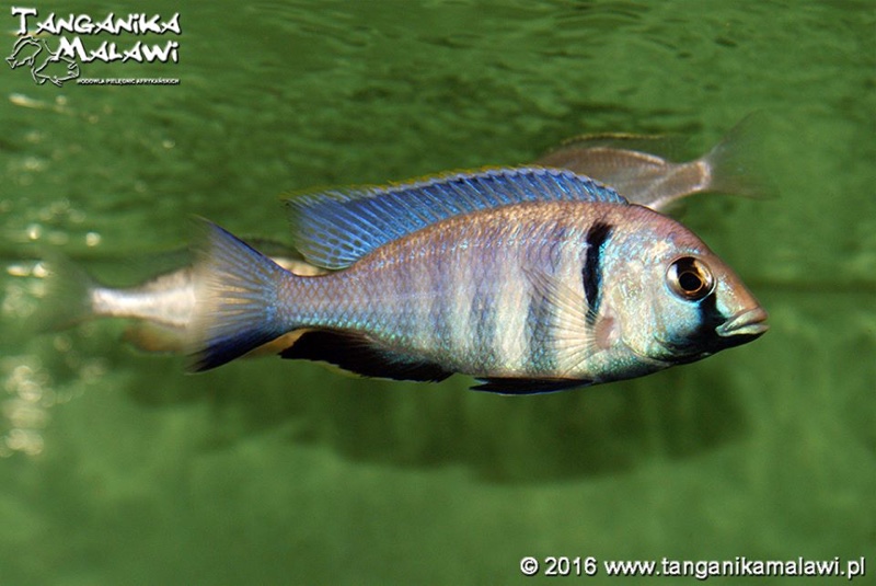 Placidochromis electra 'Likoma Island'